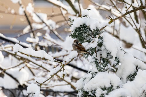 Sparrow in Snowy Winter Scenery