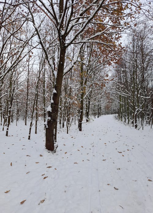 Imagine de stoc gratuită din arbori, codru, crengi