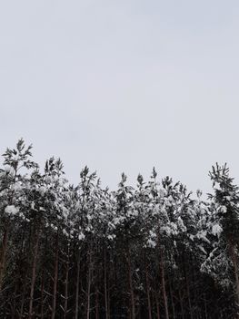 Snow-covered pine trees under a cloudy winter sky, showcasing nature's serene beauty.