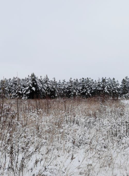 View of a Snowy Field and Trees