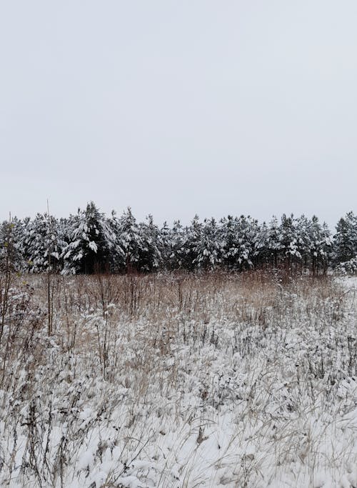 Photos gratuites de clairière, conifère, froid