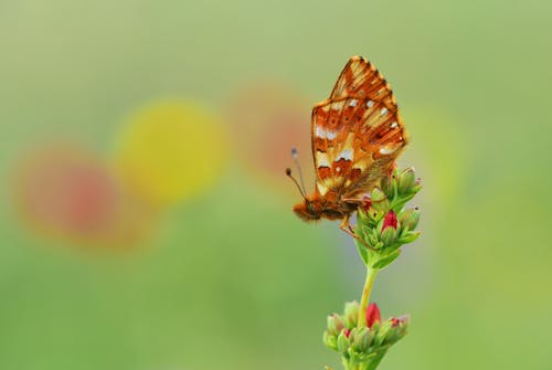 Cranberry Fritillary Butterlfy on Flower