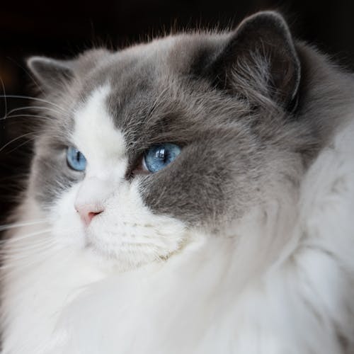 Free stock photo of blueyes, ragdoll