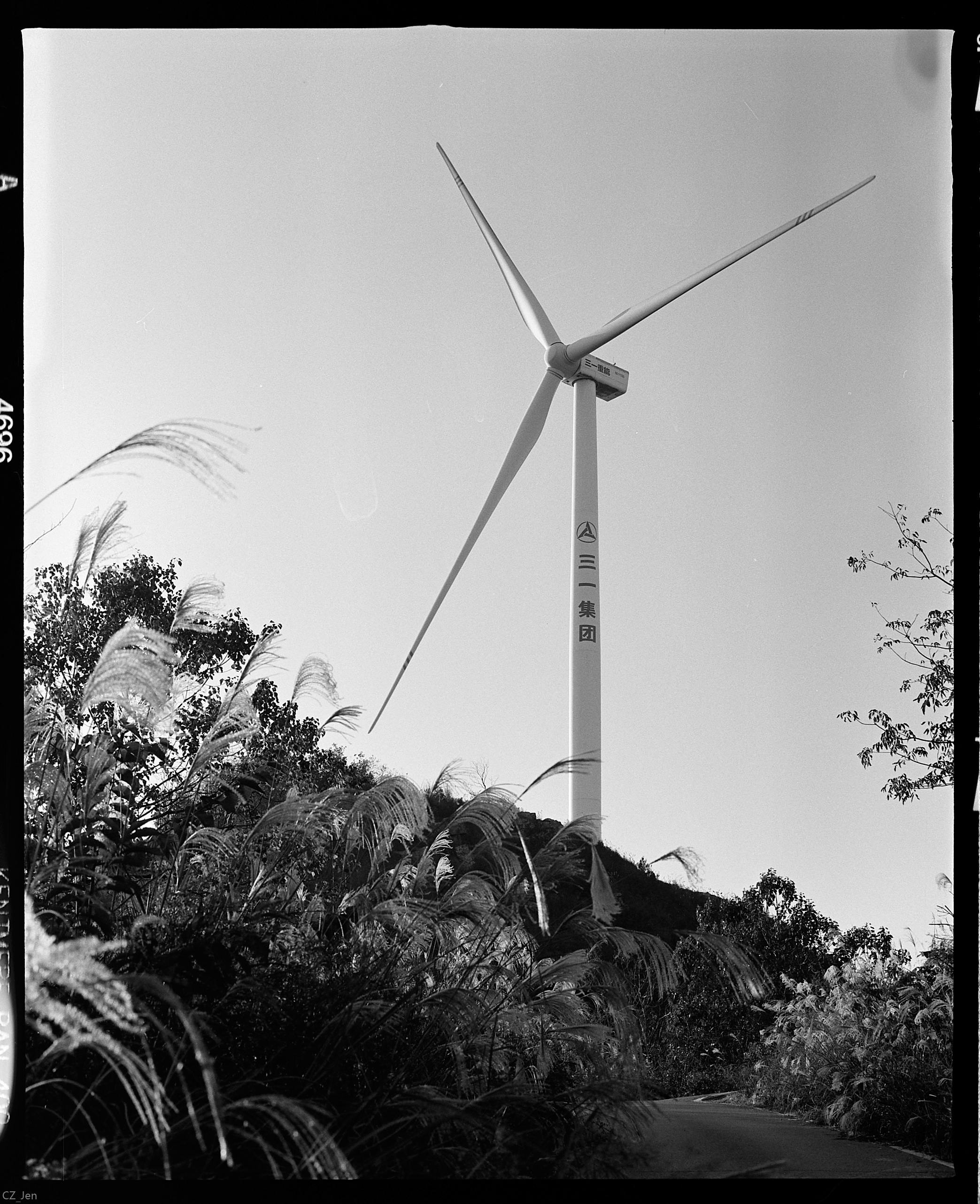 Black and white shot of a wind turbine surrounded by dense foliage, showcasing renewable energy.