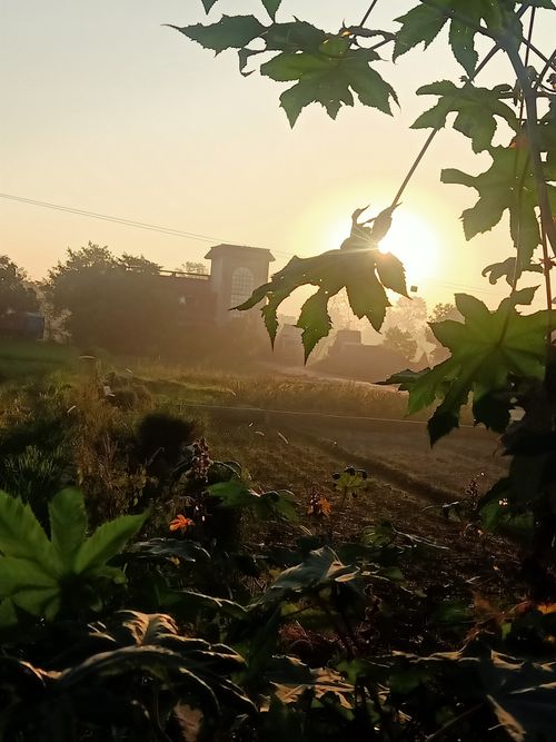 Free sunrise leaf Stock Photo
