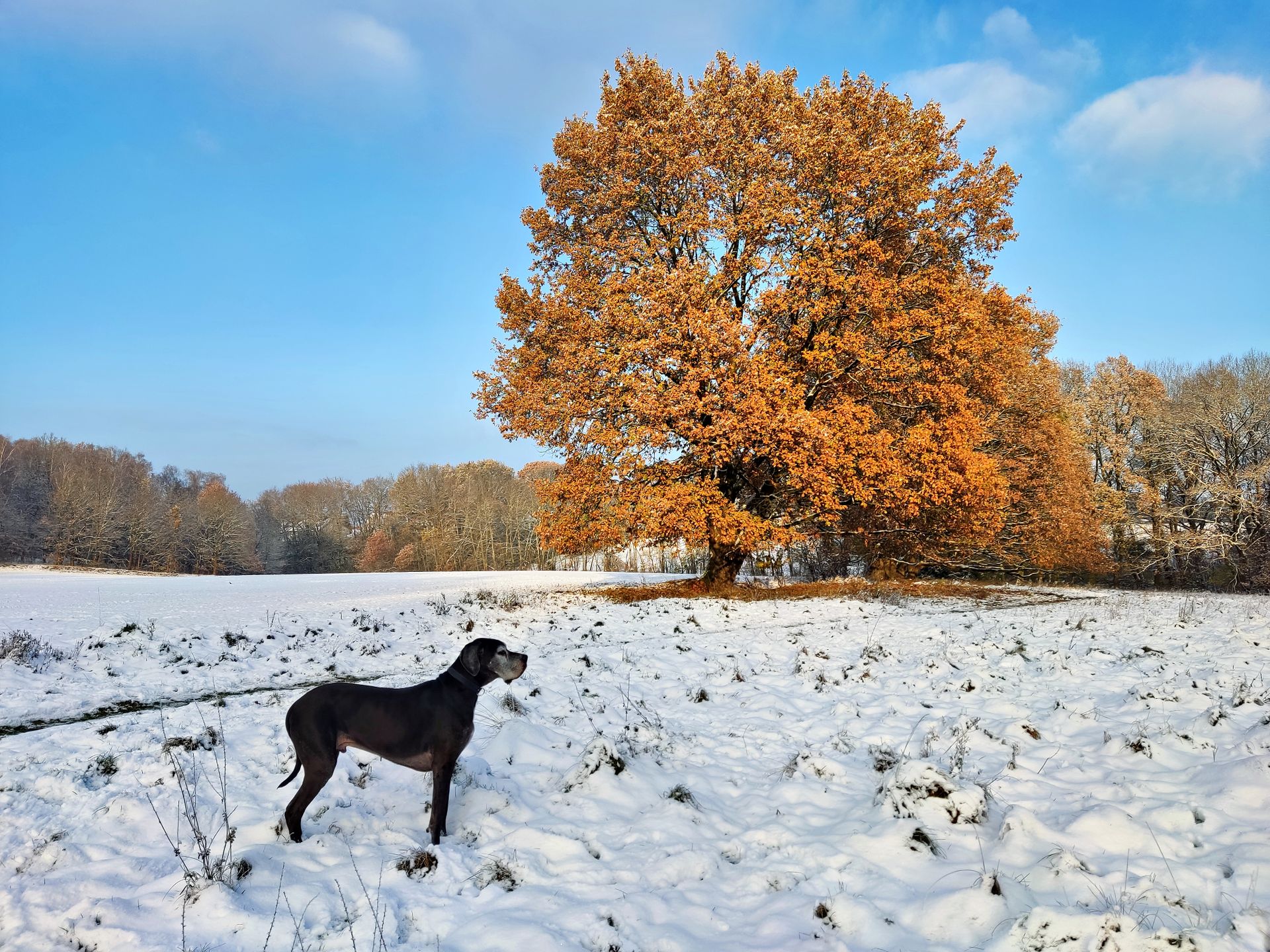 Dog on a Field Covered with Snow