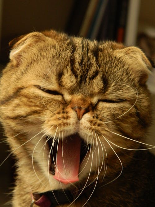 Δωρεάν στοκ φωτογραφιών με british shorthair, nikon, αστεία γάτα
