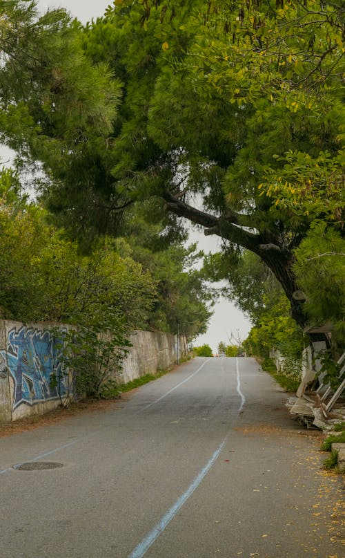 Foto profissional grátis de árvores, estrada, exuberante