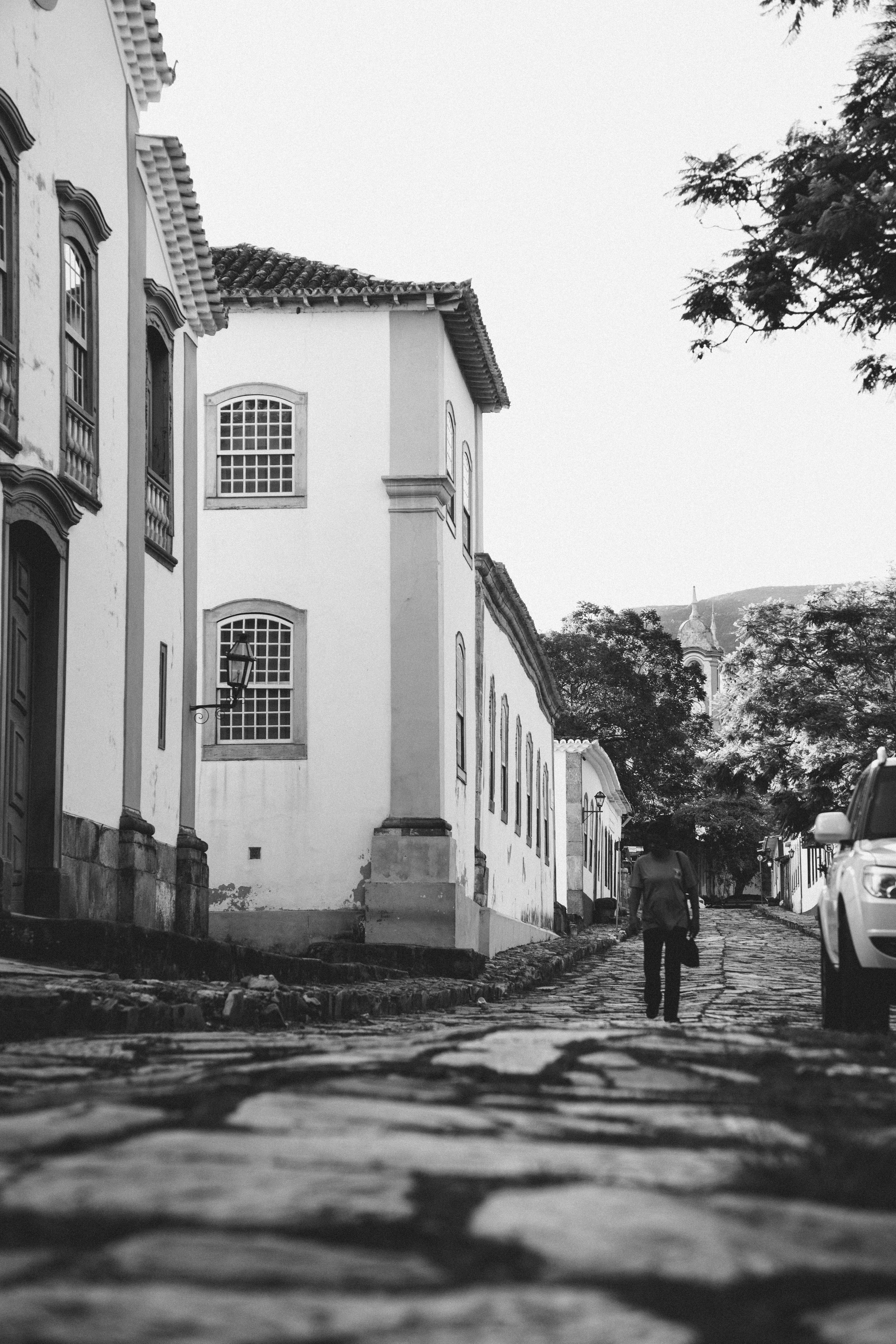 Minas Gerais mobilita le forze di sicurezza per catturare un giaguaro intrappolato su un albero, ma l'animale scende e fugge nella foresta
