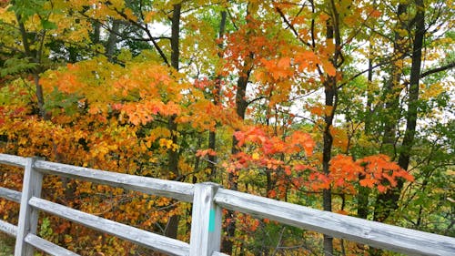 Free stock photo of colors, fall foliage, fall leaves Stock Photo