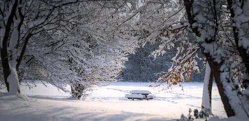 Free stock photo of bench, forest, nature