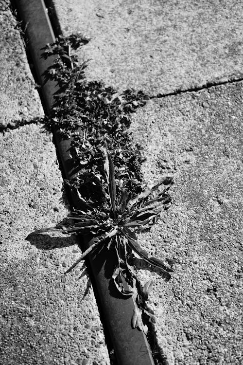 beton, bitkiler, siyah ve beyaz içeren Ücretsiz stok fotoğraf