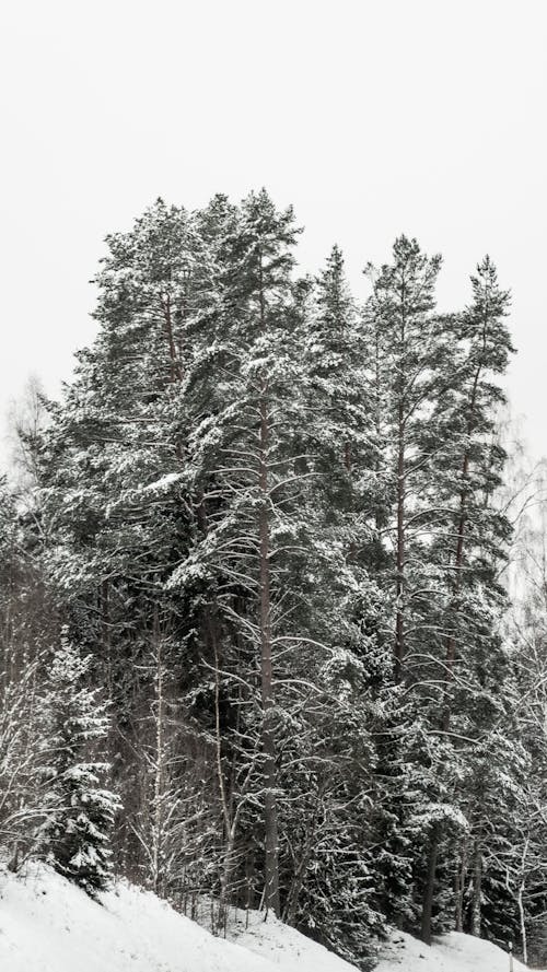 ağaçlar, buz, dikey atış içeren Ücretsiz stok fotoğraf