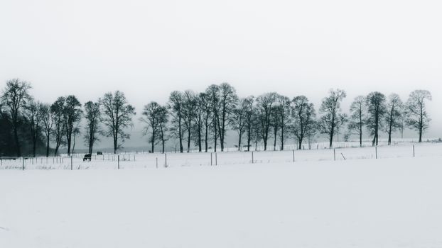 A tranquil winter scene featuring snow-covered fields and bare trees in a line.