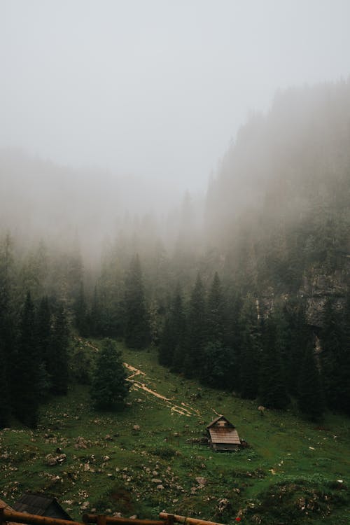 Coniferous Trees in a Mountain Valley in Fog 