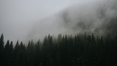 Coniferous Forest in Fog