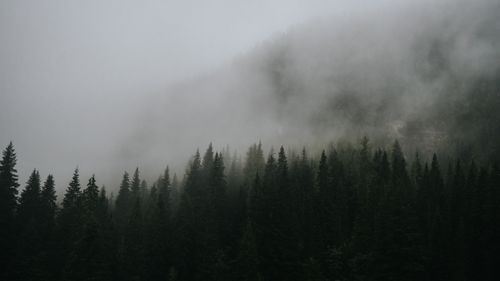 Free A serene image of a coniferous forest covered in mist, evoking tranquility. Stock Photo