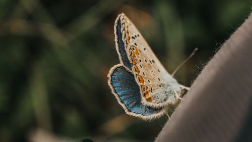 Free Detailed macro shot of a Reverdin's Blue butterfly perched on green foliage, showcasing vibrant colors. Stock Photo