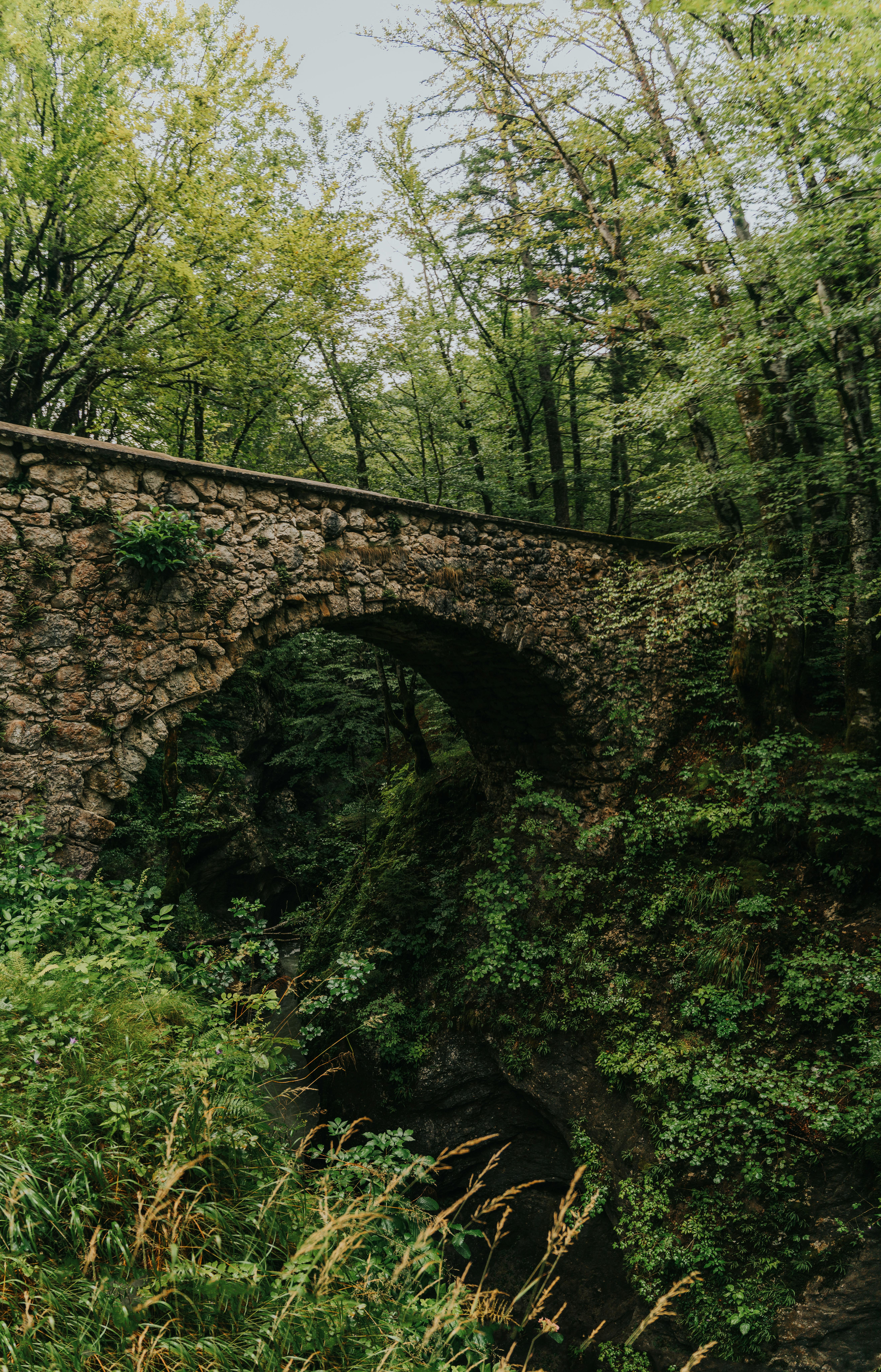 A stone bridge surrounded by dense green foliage in a serene forest setting.