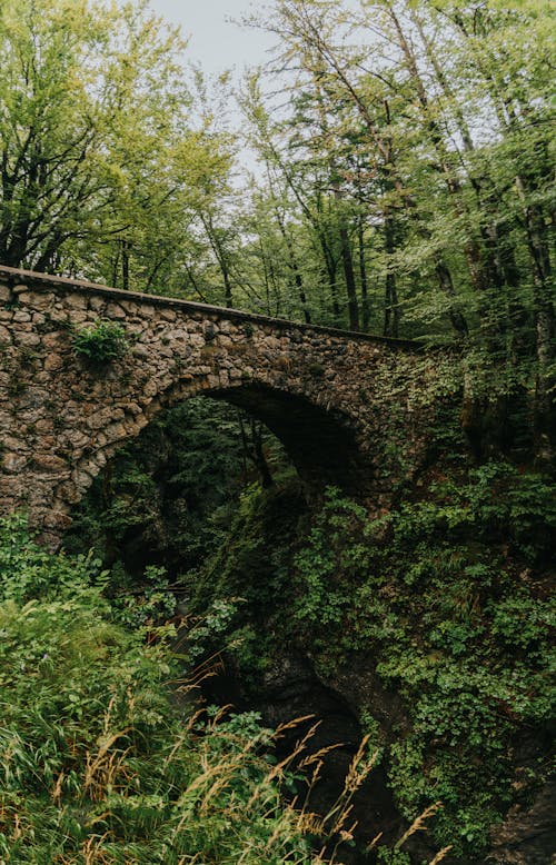Stone Bridge in a Forest 