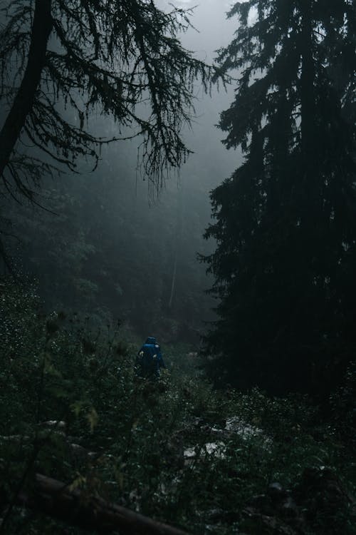 Man in a Coniferous Forest in the Dark 