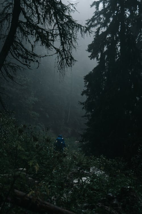 Man in a Coniferous Forest in the Dark 