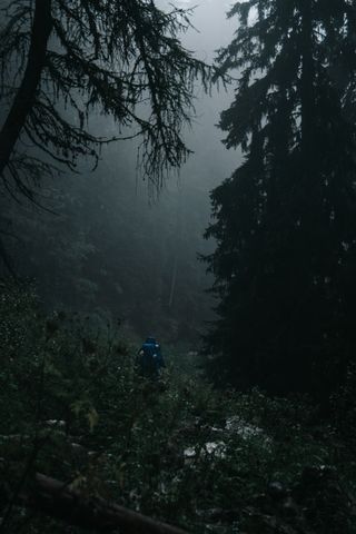 Fog drifting through a dark pine forest — photo by Elias Tigiser on Pexels