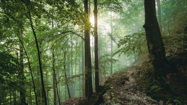 Discover the serene beauty of a misty forest with sunlit leaves and mossy woodland trails.