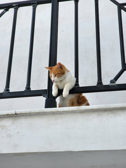 Immagine gratuita di animale domestico, fotografia di animali, gatto