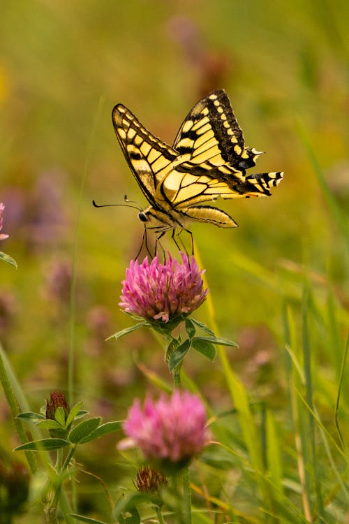Yellow Butterfly Feeding on a Pink Wildflower