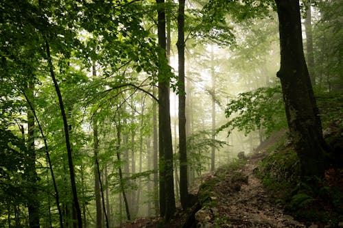 Foto stok gratis backlit, Daun-daun, hijau