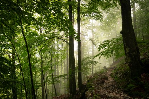 A tranquil scene of a misty forest with sunlit trees and lush greenery.