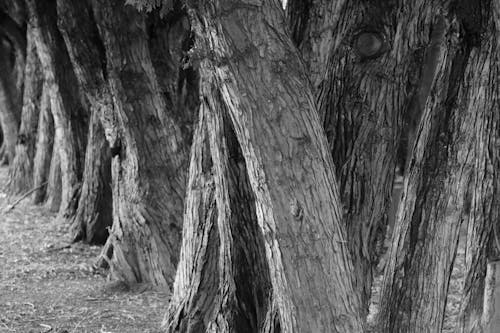 Close up of Trees in Black and White