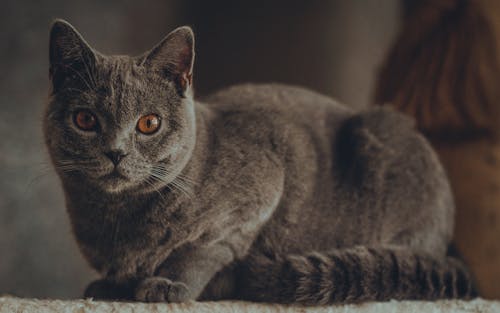 Grey Cat Sitting in a Living Room