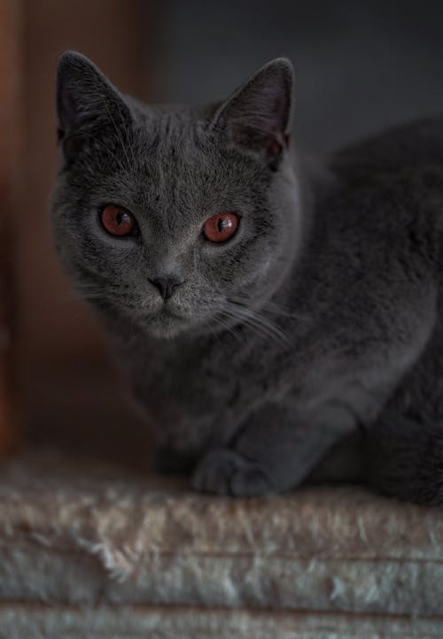 Foto d'estoc gratuïta de assegut, british shorthair, felí