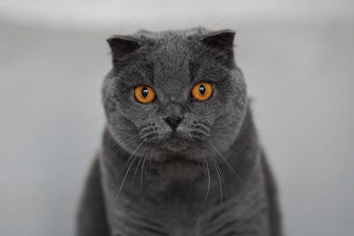 Portrait of a British Shorthair Looking at the Camera