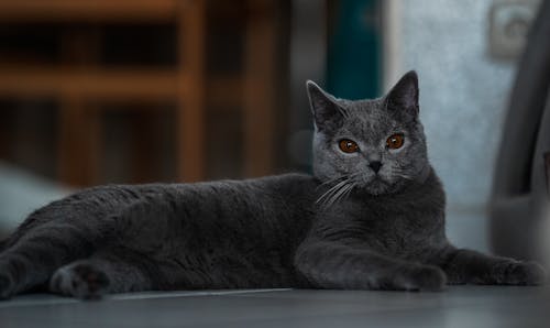 Portrait of a British Shorthair Lying Indoors