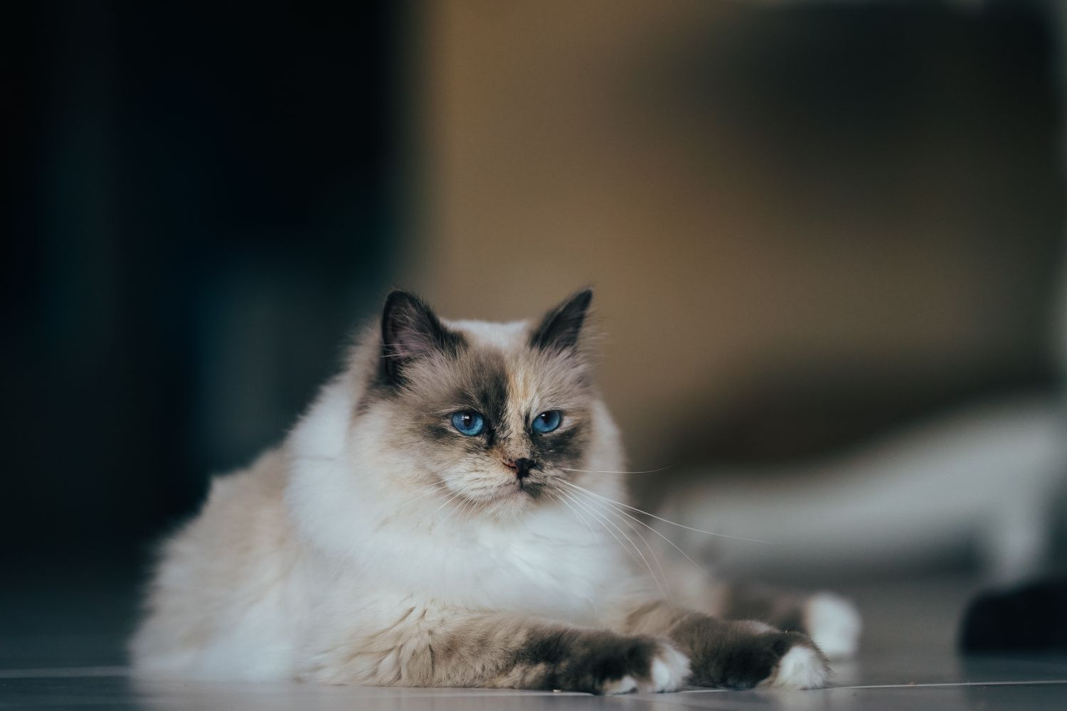 4,000+张最精彩的“Ragdoll”图片 · 100%免费下载 · Pexels素材图片