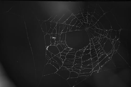 Spider Net