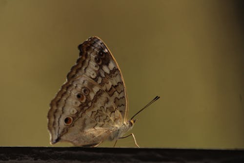 Ilmainen kuvapankkikuva tunnisteilla bangladesh, bd, hyönteinen