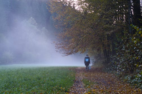 Photos gratuites de brouillard, forêt, herst