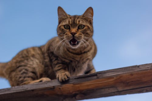 Portrait of a Brown Tabby Cat Meowing on a Wooden Railing