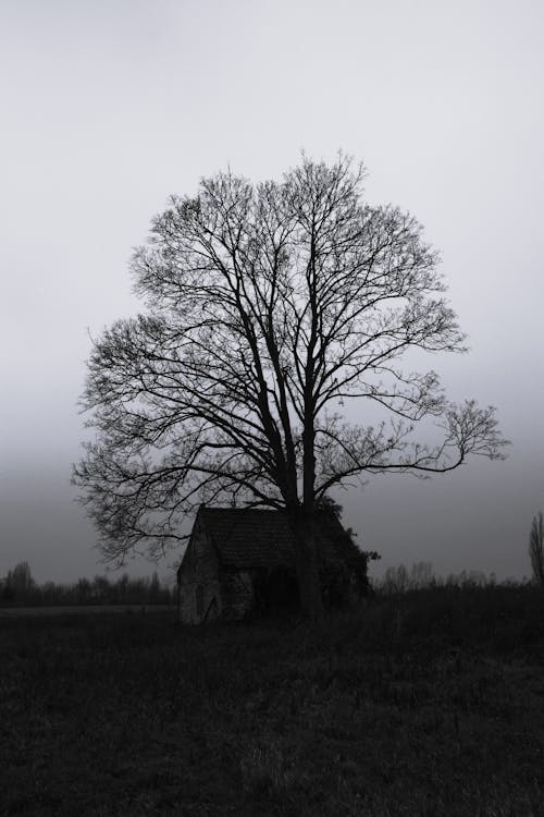 Бесплатное стоковое фото с вертикальный выстрел, дерево, дом