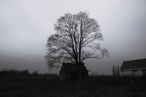 Бесплатное стоковое фото с дерево, дом, дома