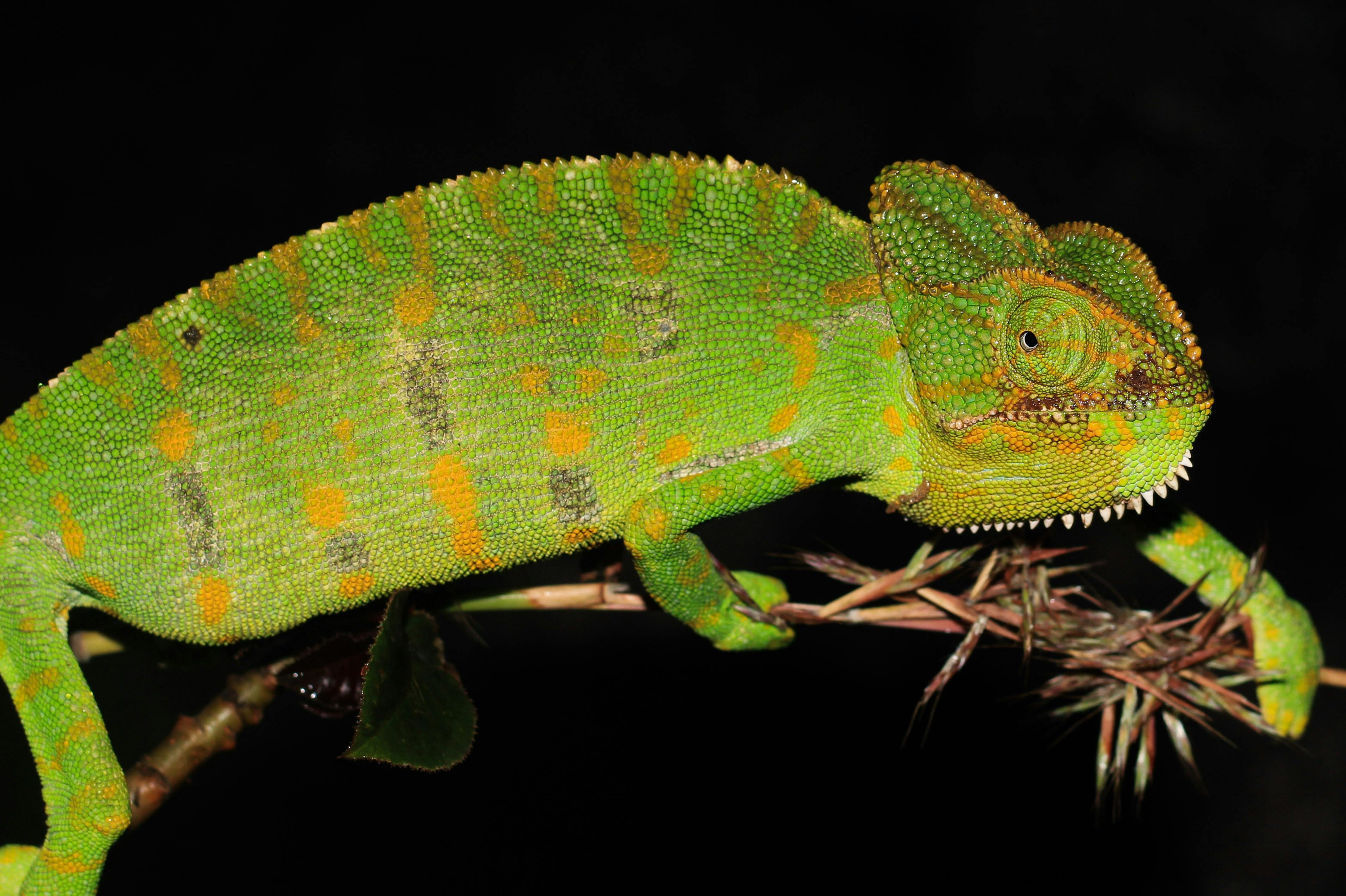 Selective Focus Photography of Chameleon · Free Stock Photo