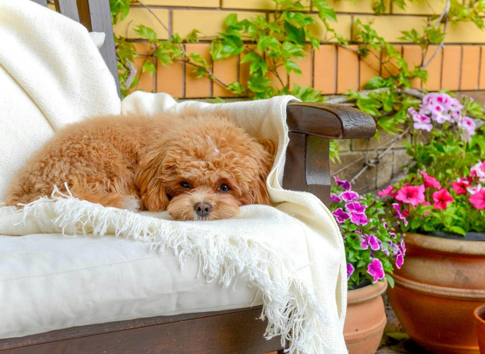 A small brown dog is laying on a chair