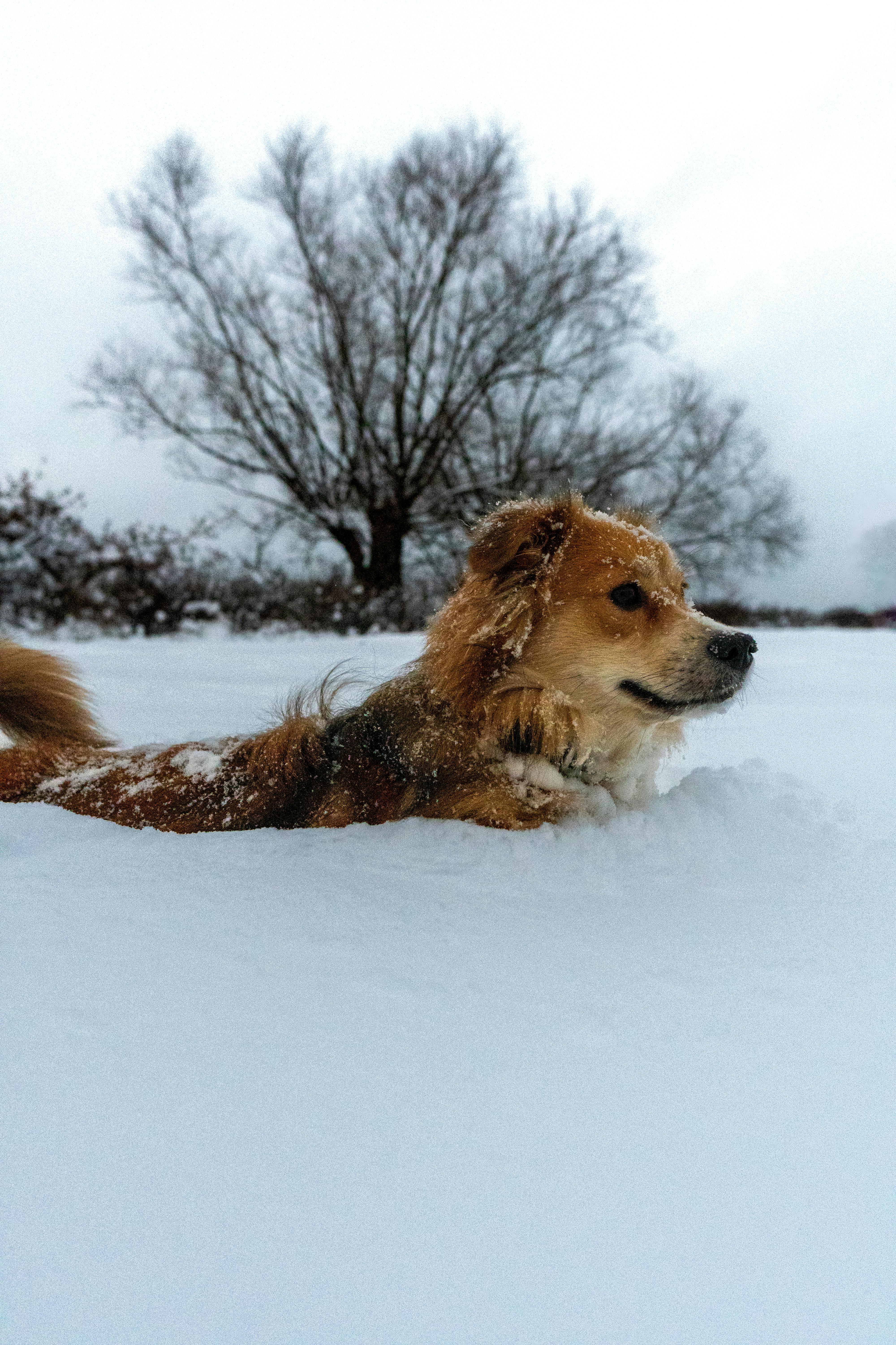 a dog laying in the snow with its head sticking out