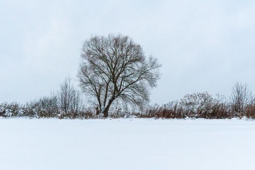 A solitary tree stands in a peaceful snow-covered winter field.