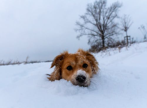 Gratis lagerfoto af baggrund, bedst, biel