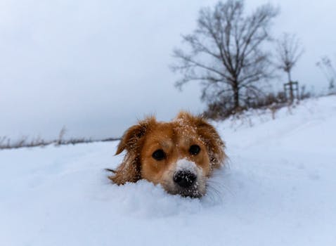 Cute young dog with a snowy snout in a winter landscape in Brzegi, Poland.